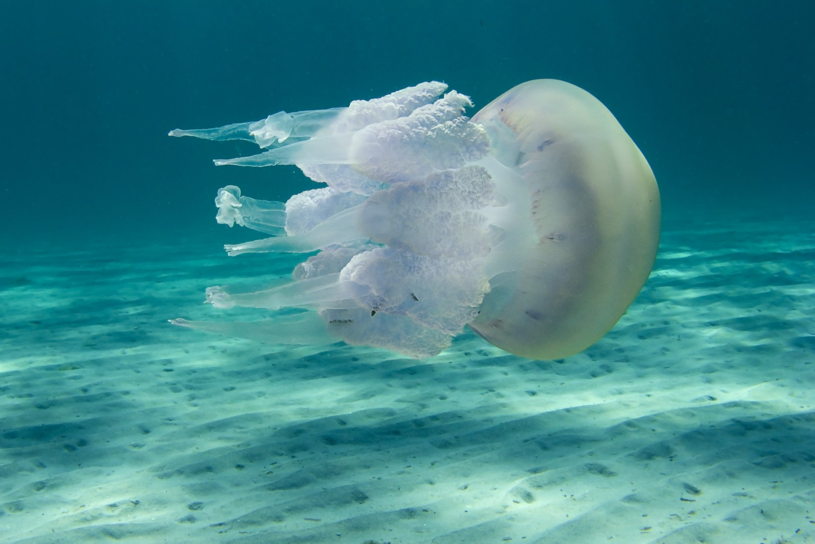 medusa.